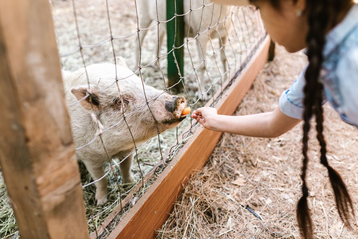 Charlotte's Web